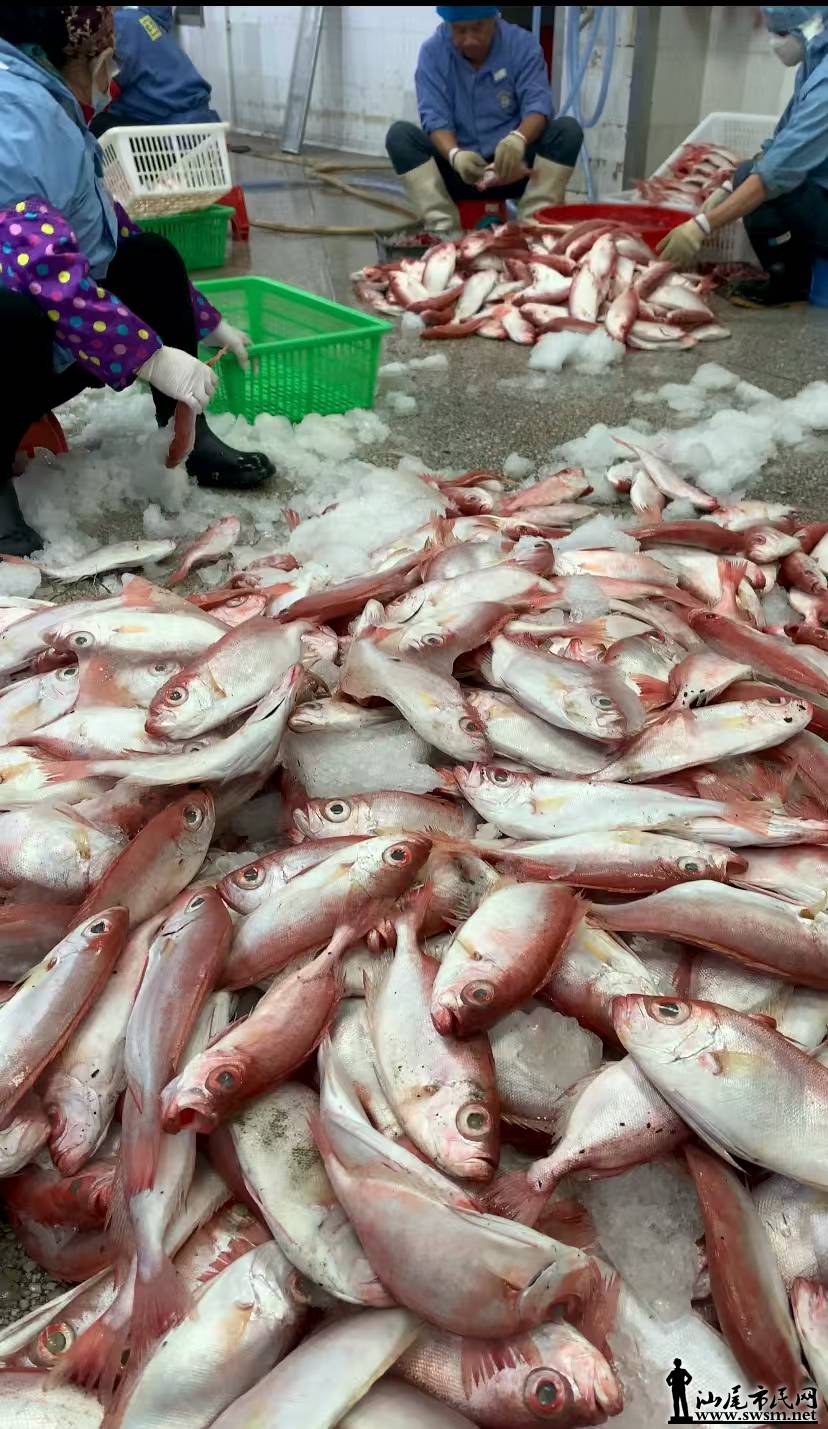 邮储银行汕尾市分行：金融活水润渔乡 惠农贷护航蓝色粮仓2.jpg